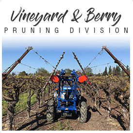 VINEYARD & BERRY PRUNNING DIVISION