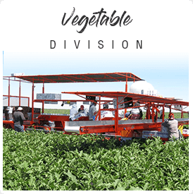 VEGTABLE DIVISION
