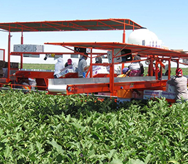 KCEP14826 EGGPLANT HARVESTER Vegetable Division